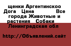 щенки Аргентинскоо Дога › Цена ­ 25 000 - Все города Животные и растения » Собаки   . Ленинградская обл.